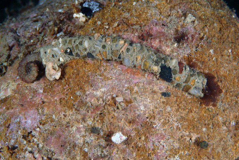 Terebellidae